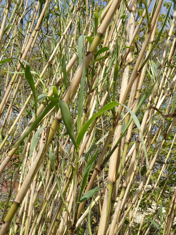Арундо тростниковый - Arundo donax - Giant Reed - Schilfrohr