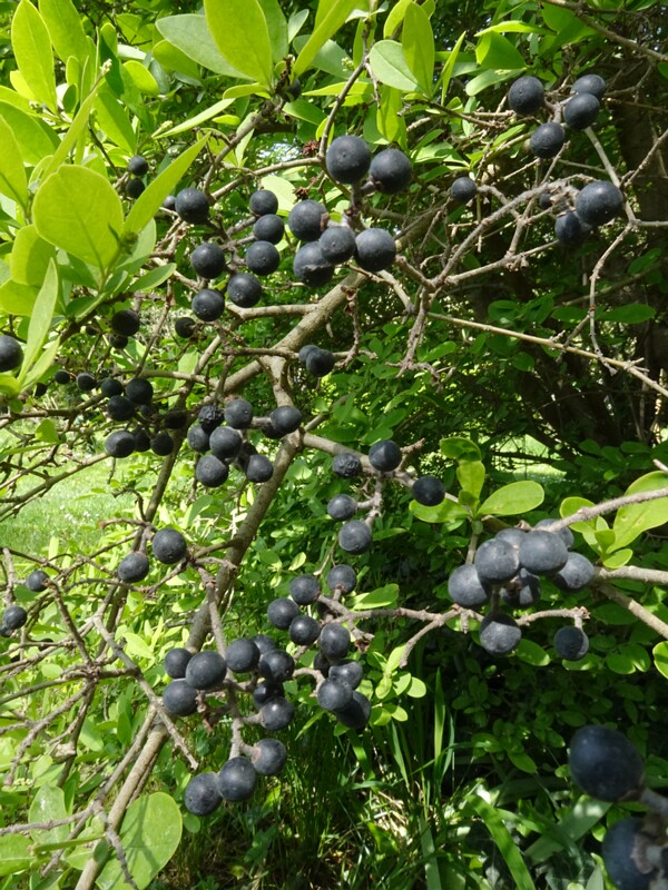 Бирючина туполистная разн. Регеля - Ligustrum obtusifolium var. regelianum - Regel's Privet - Regel Liguster