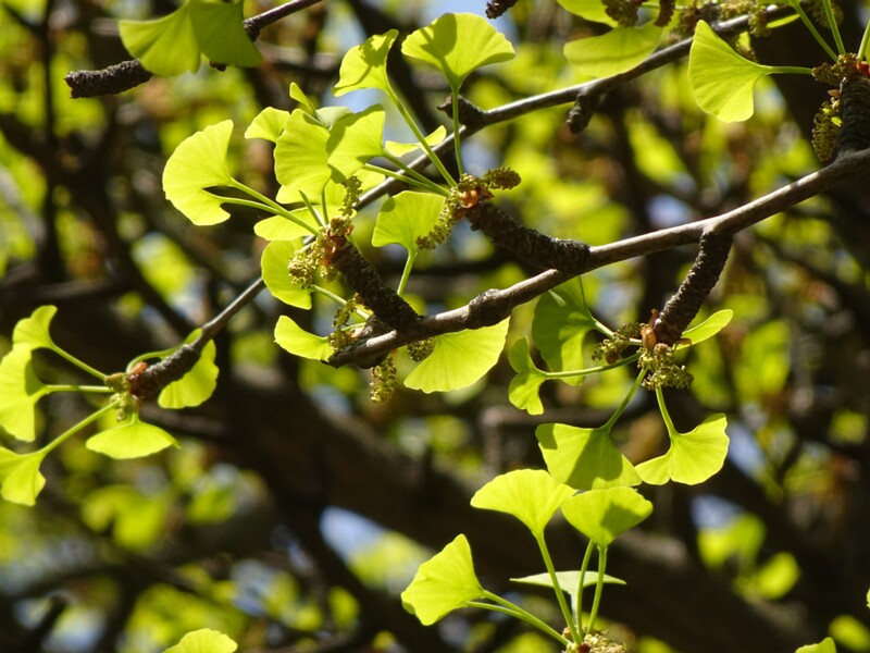 Гинкго двулопастный - Ginkgo biloba - Ginkgo or Maidenhair Tree - Ginkgobaum