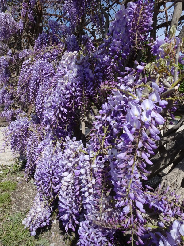 Глициния китайская - Wisteria sinensis - Chinese Wisteria - Chinesische Wisteria