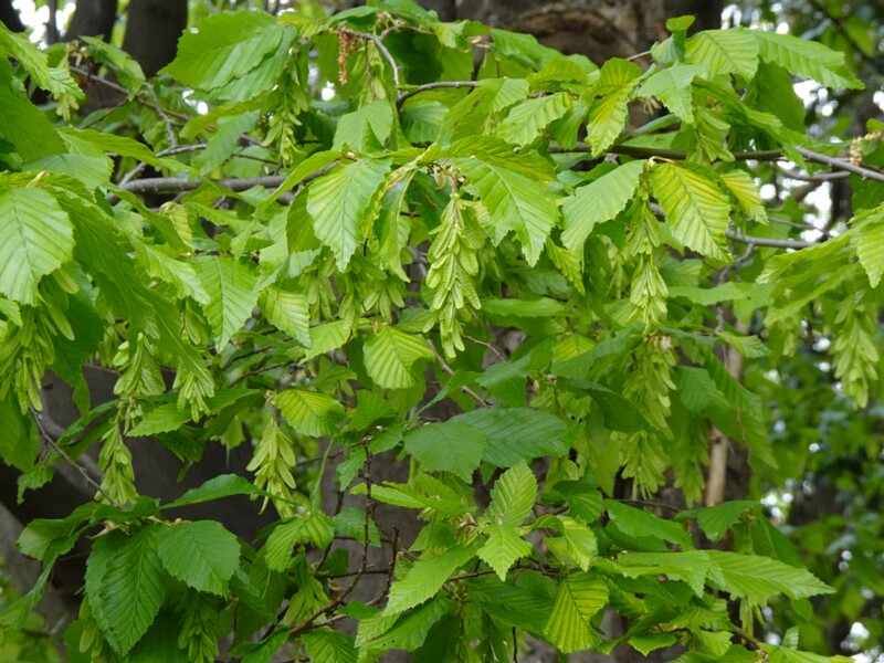 Граб обыкновенный - Carpinus betulus - European Hornbeam - Gewöhnliche Hainbuche