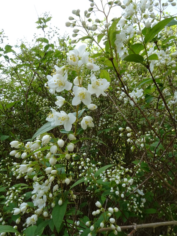 Дейция x розовая - Deutzia x rosea - Pink Deutzia - Rosa Deutzia