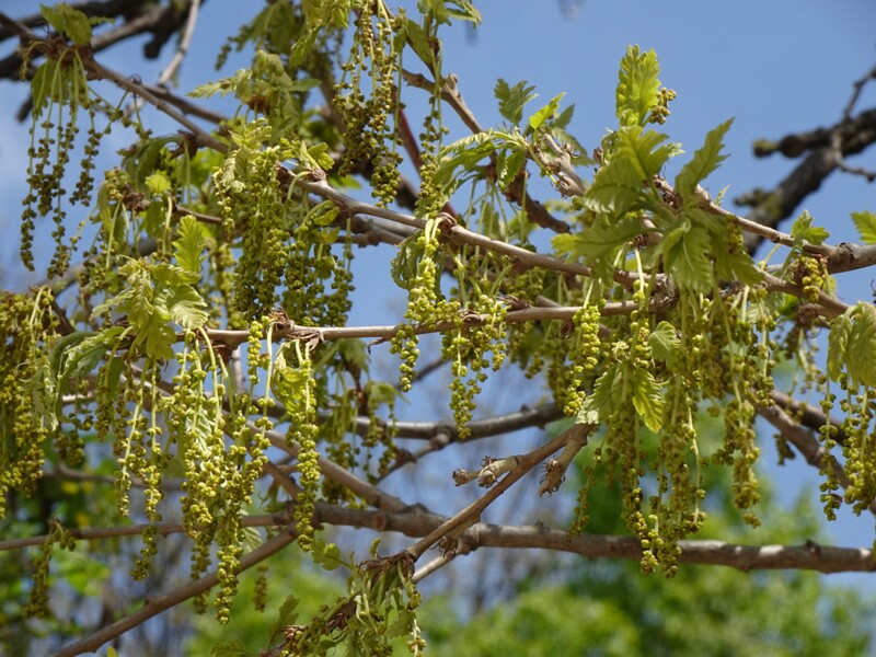 Дуб скальный - Quercus petraea - Sessile Oak - Traubeneiche