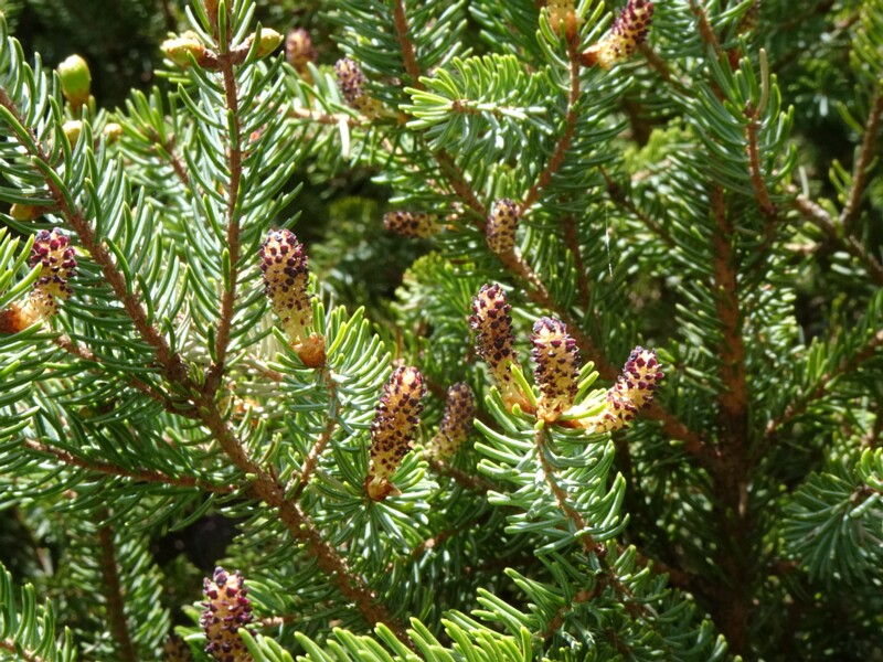 Ель Алькокка - Picea alcoquiana - Alcock's Spruce - Alcock-Fichte