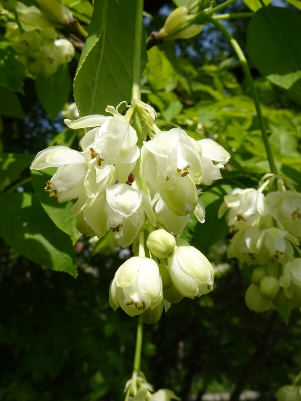 Клекачка перистая - Staphylea pinnata - European Bladdernut - Gefiederte Staphylea