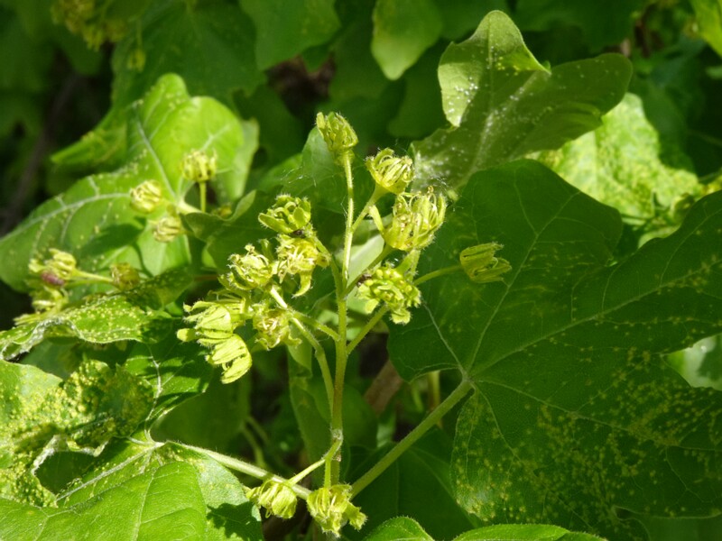 Клён полевой - Acer campestre - Field Maple - Feldahorn