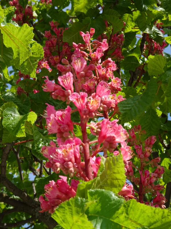 Конский каштан x мясо-красный - Aesculus x carnea - Red Horse-chestnut - Rotblühende Rosskastanie