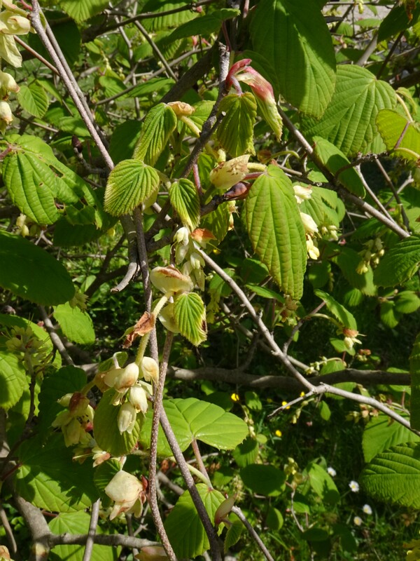 Корилопсис колосковый - Corylopsis spicata - Spike Winterhazel - Scheinhasel