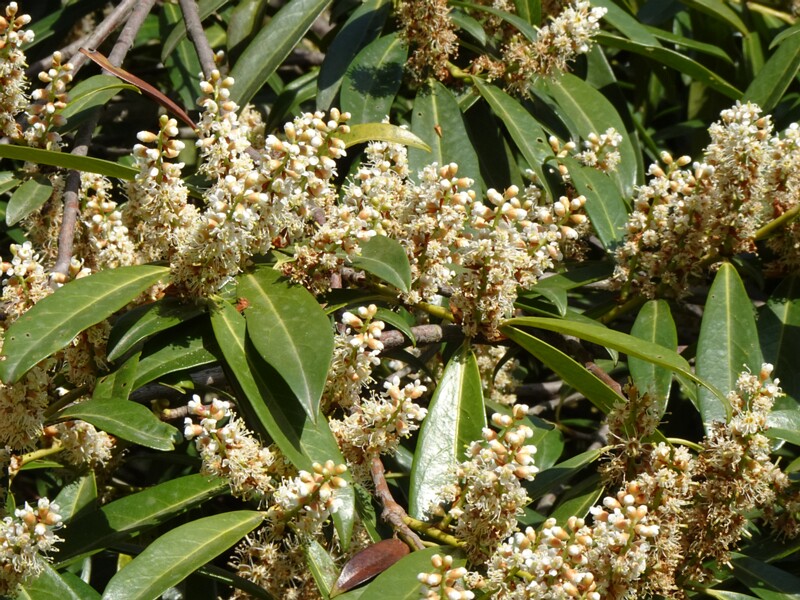 Лавровишня лекарственная - Laurocerasus officinalis - Cherry Laurel - Kirschlorbeer