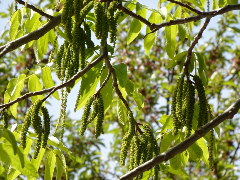 Лапина ясенелистная - Pterocarya fraxinifolia - Ashleaf Wingnut - Eschenblättrige Flügelnuss