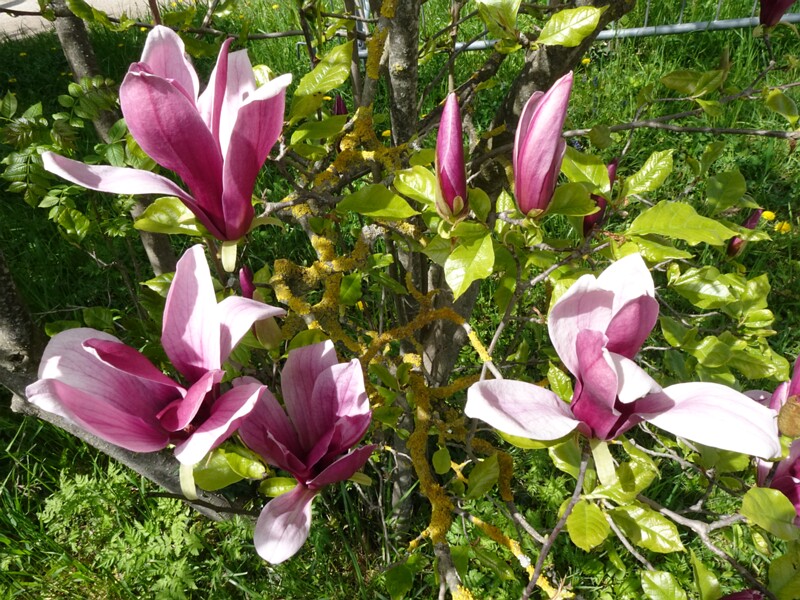 Магнолия лилиецветная - Magnolia liliiflora - Lily Magnolia - Lilien-Magnolie