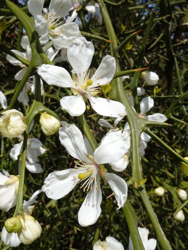 Понцирус трёхлисточковый - Poncirus trifoliata - Trifoliate Orange - Dreiflächige Zitruspflanze