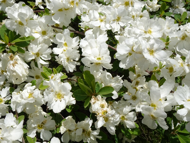 Экзохорда крупноцветная - Exochorda racemosa - Pearl Bush - Perlschnurstrauch