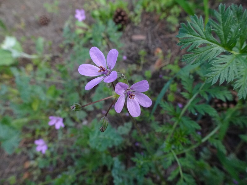 Аистник обыкновенный - Erodium cicutarium - Common Stork's-bill - Gemeiner Reiherschnabel