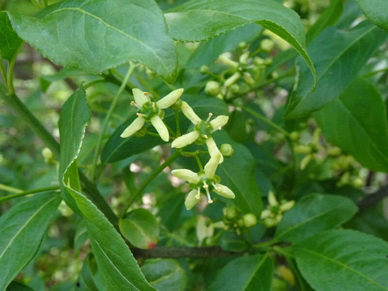Бересклет европейский - Euonymus europaea - European Spindle - Gewöhnlicher Spindelstrauch