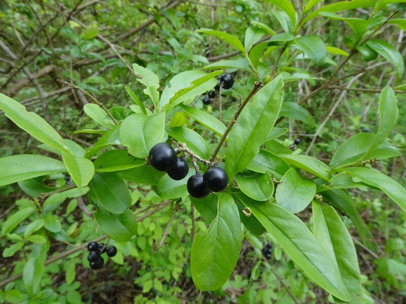 Бирючина обыкновенная - Ligustrum vulgare - Common Privet - Gewöhnlicher Liguster