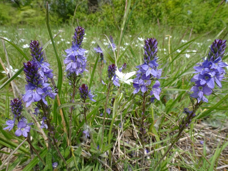 Вероника простёртая - Veronica prostrata - Prostrate Speedwell - Niederliegender Ehrenpreis