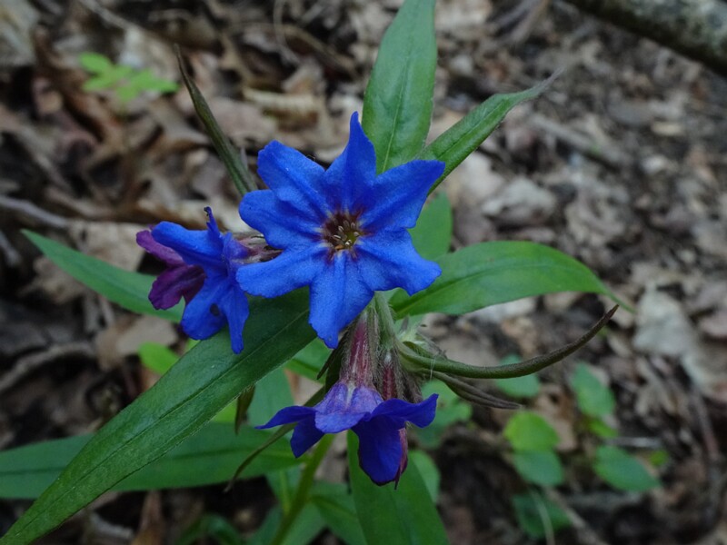 Воробейник пурпурно-голубой - Lithospermum purpurocaeruleum - Purple Gromwell - Blaue Steinsame