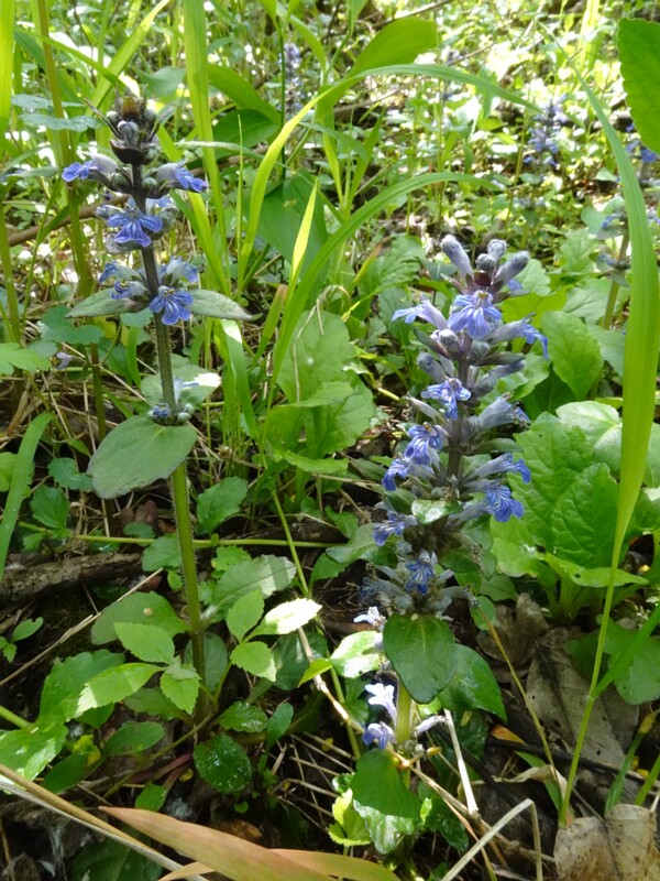 Живучка ползучая - Ajuga reptans - Bugle - Kriechender Günsel