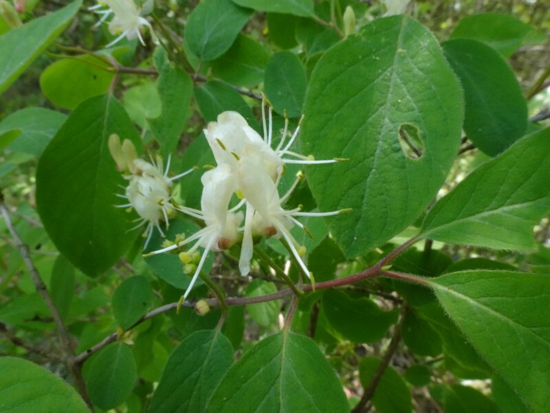 Жимолость обыкновенная - Lonicera xylosteum - Fly Honeysuckle - Rote Heckenkirsche