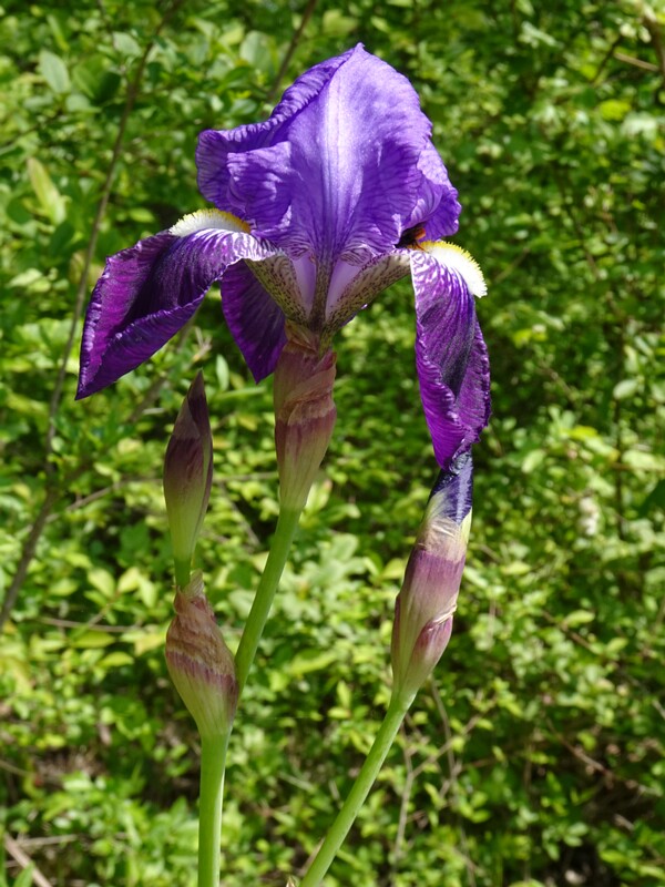 Ирис сибирский - Iris sibirica - Siberian Iris - Sibirische Schwertlilie
