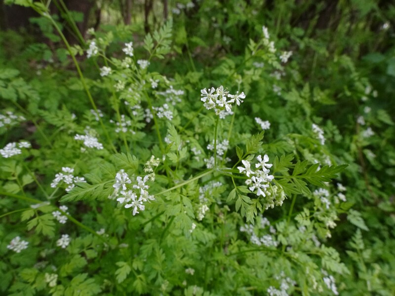 Кервель ажурный - Anthriscus cerefolium - Chervil - Echter Kerbel