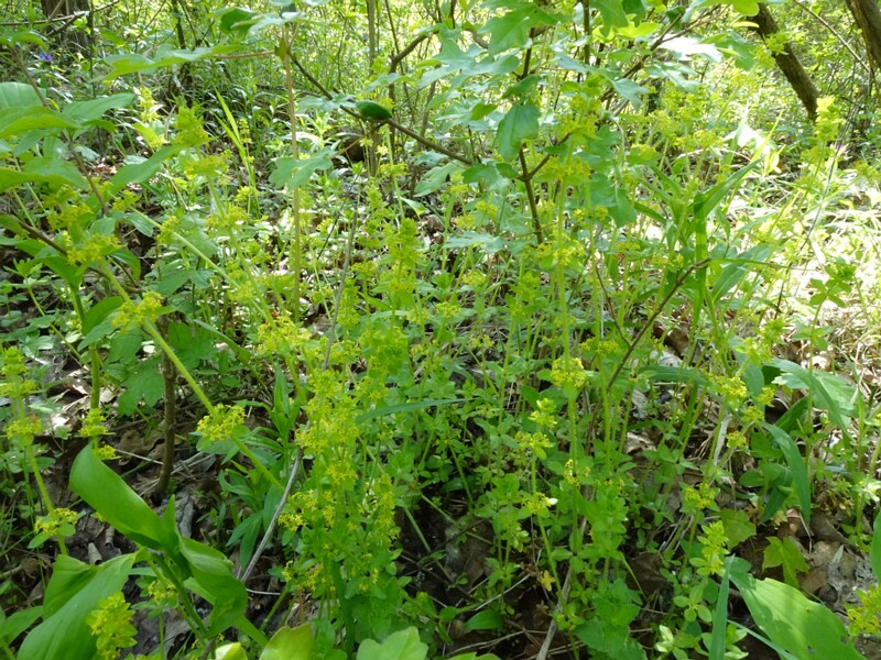 Крестовидка гладкая - Cruciata laevipes - Crosswort - Glatt-Kreuzlabkraut