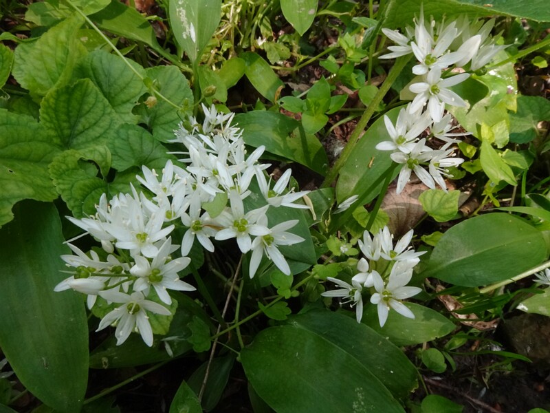 Лук медвежий - Allium ursinum - Wild Garlic - Bärlauch