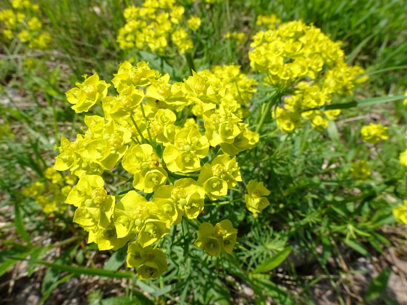 Молочай кипарисовый - Euphorbia cyparissias - Cypress Spurge - Zypressen-Wolfsmilch