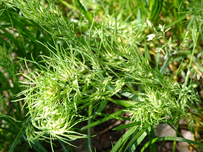 Мятлик луковичный - Poa bulbosa - Bulbous Meadow-grass - Zwiebel-Rispengras