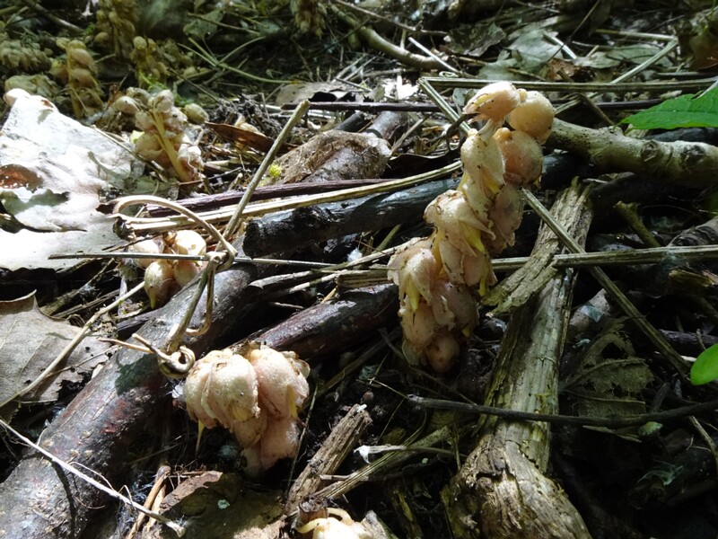 Петров крест чешуйчатый - Lathraea squamaria - Common Toothwort - Gewöhnliche Schuppenwurz