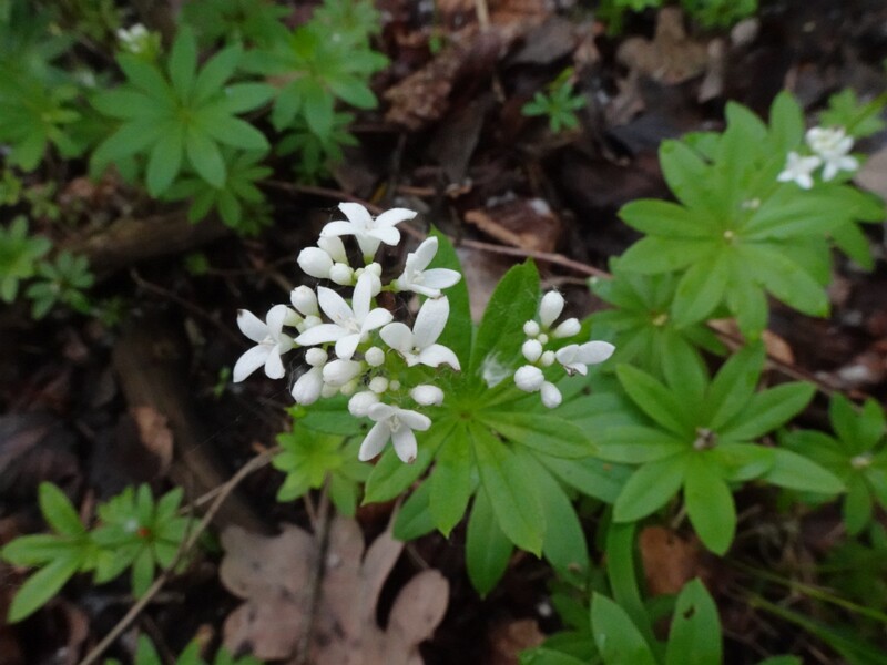 Подмаренник цепкий - Galium aparine - Cleavers - Kletten-Labkraut