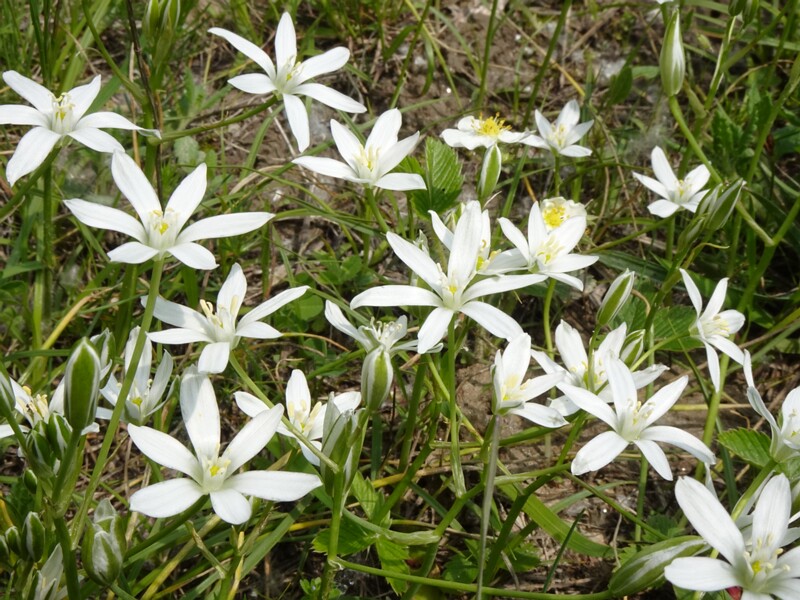 Птицемлечник Коха - Ornithogalum kochii - Koch's Star-of-Bethlehem - Kochs Milchstern
