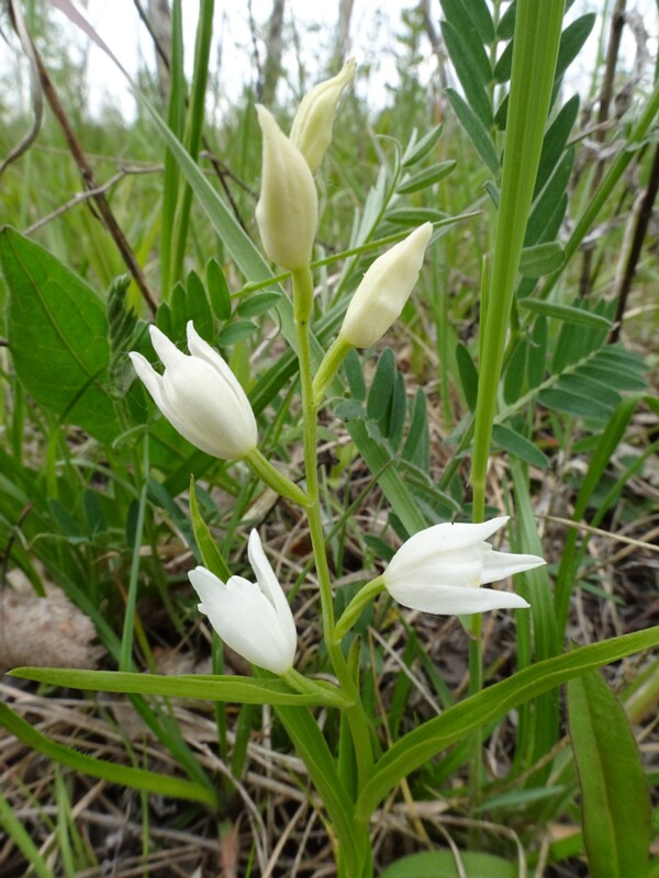 Пыльцеголовник длиннолистный - Cephalanthera longifolia - Narrow-leaved Helleborine - Schwertblättrige Waldvöglein