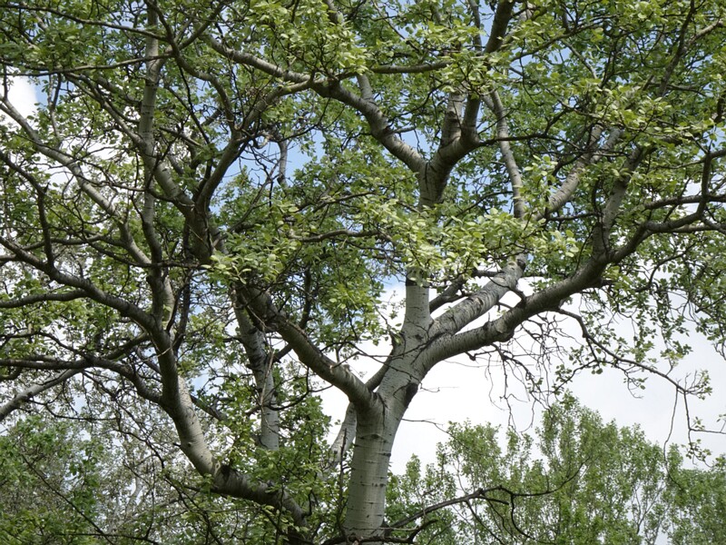 Тополь белый - Populus alba - White Poplar - Silber-Pappel
