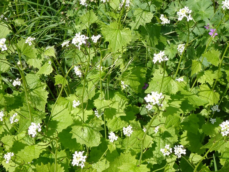 Чесночница черешчатая - Alliaria petiolata - Garlic Mustard - Knoblauchsrauke