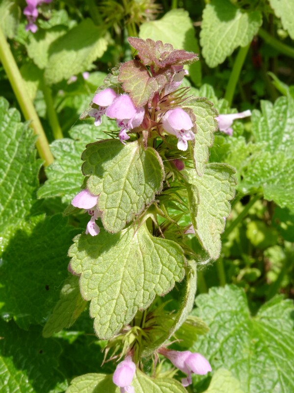 Яснотка пурпурная - Lamium purpureum - Red Dead-nettle - Purpurrote Taubnessel