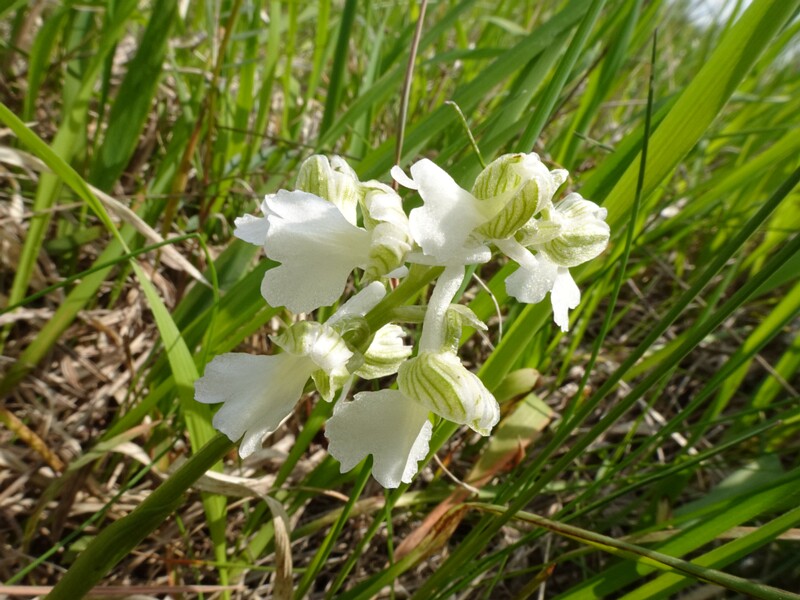 Ятрышник дремлик белая форма - Anacamptis morio f. alba - Green-winged Orchid (white form) - Weißes Kleines Knabenkraut