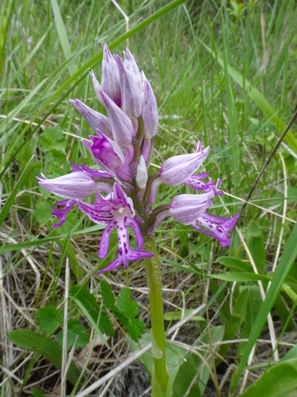 Ятрышник шлемоносный - Orchis militaris - Military Orchid - Helm-Knabenkraut