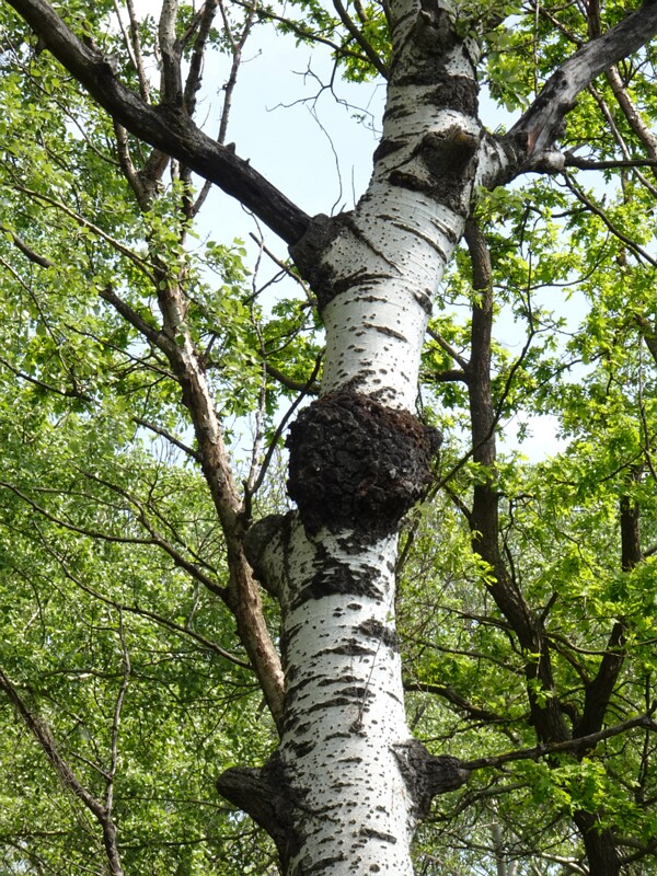 Инонотус скошенный - Inonotus obliquus - Chaga Mushroom - Schiefer Schillerporling