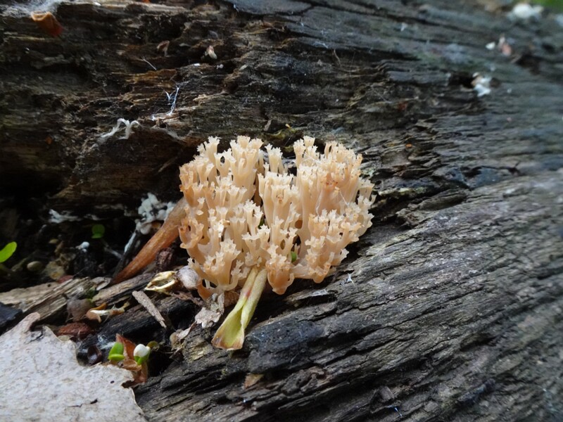Клавикорона крыночковидная - Clavicorona pyxidata - Crown-tipped Coral Fungus - Kamm-Koralle