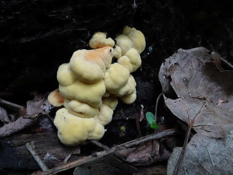Летипорус серно-жёлтый - Laetiporus sulphureus - Chicken of the Woods - Schwefelporling