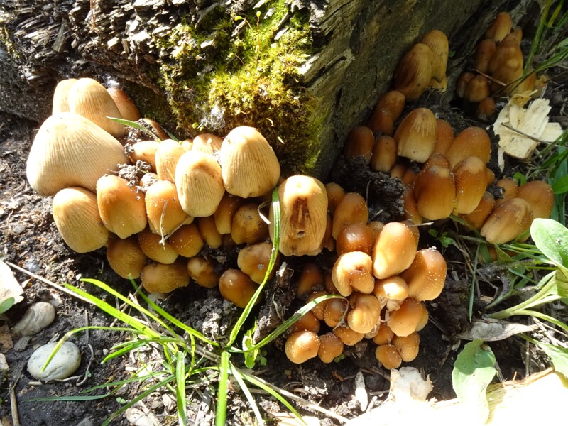 Навозник мерцающий - Coprinellus micaceus - Mica Cap - Glimmertintling