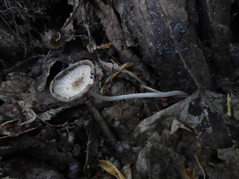 Навозник пушистый - Coprinopsis lagopus - Hare's Foot Inkcap - Hasenpfote