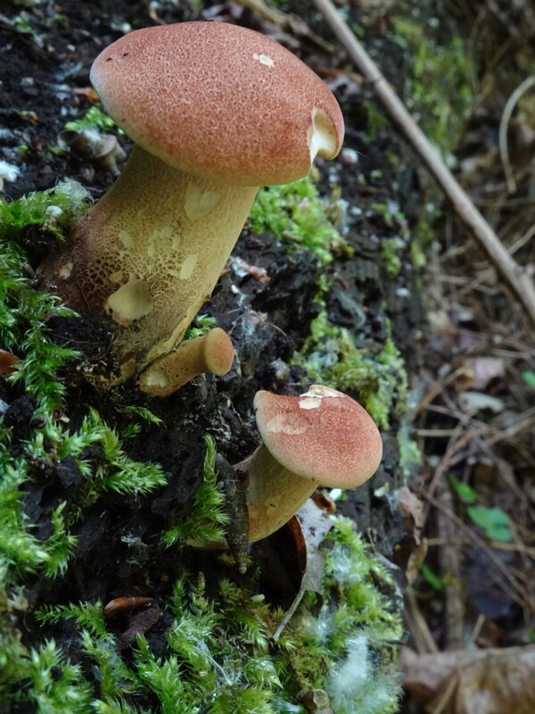 Пилолистник бокаловидный - Neolentinus cyathiformis