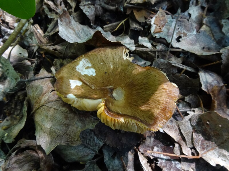 Плютей Ромелля - Pluteus romellii