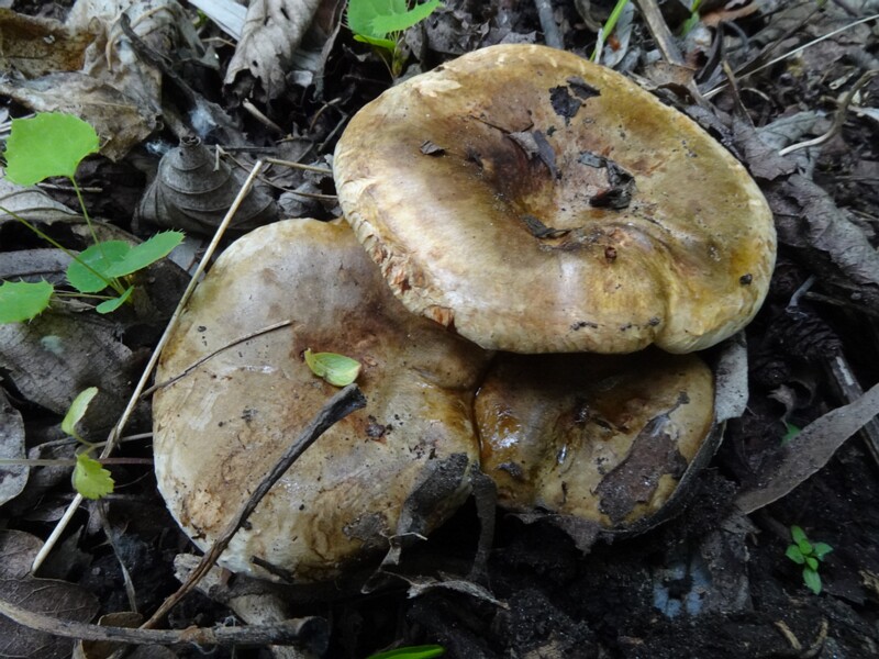 Свинушка тонкая - Paxillus involutus - Brown Roll-rim - Krause Glucke