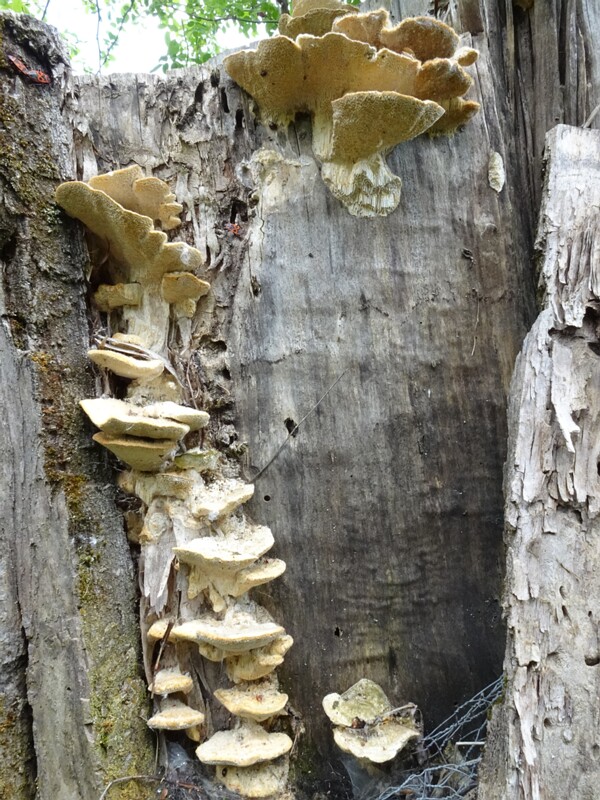 Траметес Трога - Trametes trogii