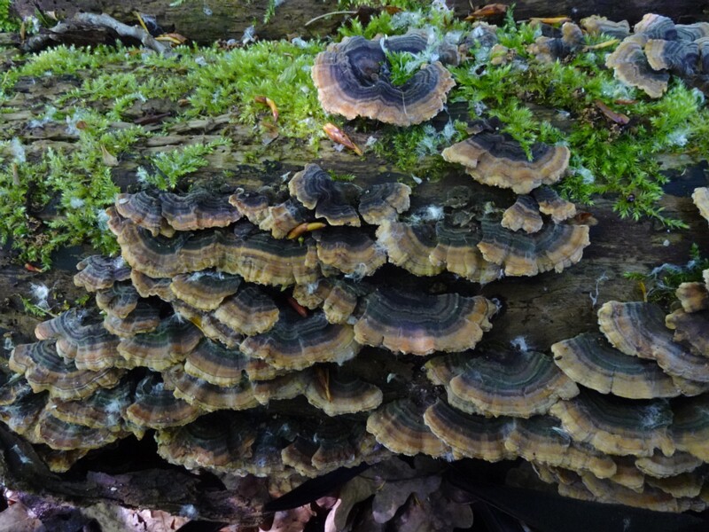 Траметес разноцветный - Trametes versicolor - Turkey Tail - Schmetterlingstramete
