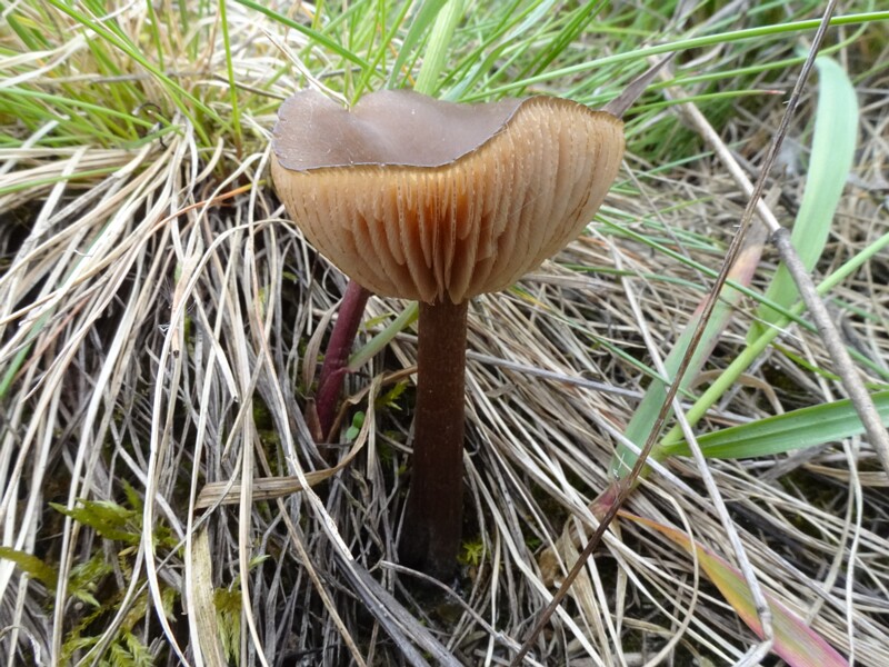 Энтолома весенняя - Entoloma vernum